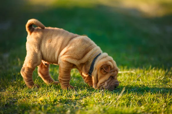 Shar Pei bir şeyin kokusunu alıyor.