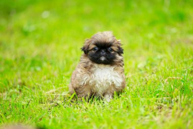 Çimlerde Pekin köpeği