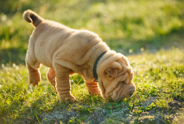 Shar Pei puppy sniffing out something — Stock Photo, Image