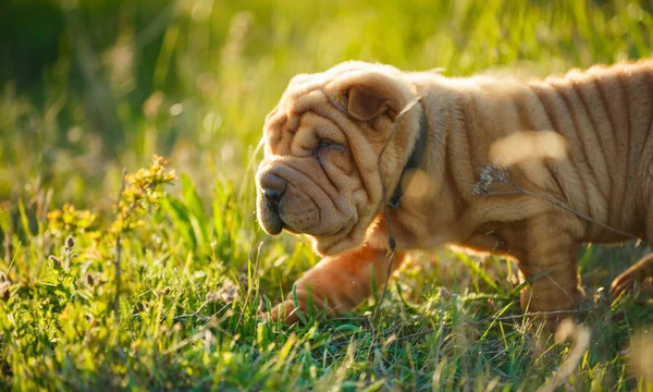 Shar Pei cachorro farejando algo — Fotografia de Stock