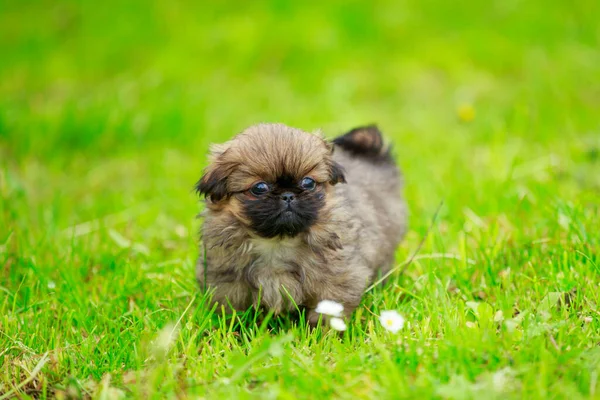 Pekingese cachorro na grama — Fotografia de Stock