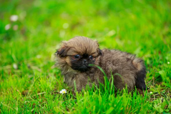 Pekingese cachorro na grama — Fotografia de Stock