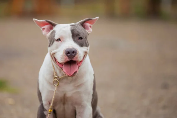 Hermoso cachorro de Stafford crianza — Foto de Stock