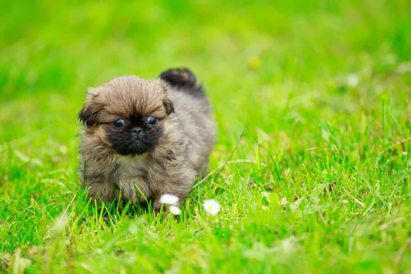 Pekingese valp i gräset — Stockfoto