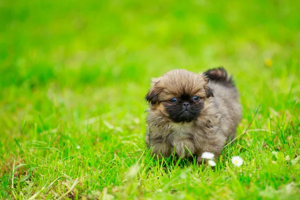 Pekingské štěně v trávě — Stock fotografie