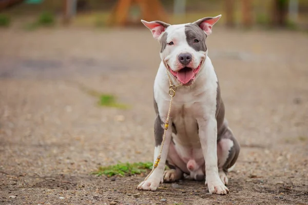 スタッフォード種の美しい子犬 — ストック写真