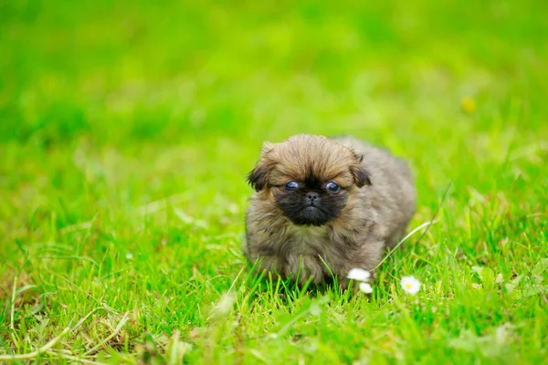 Pekín cachorro en la hierba —  Fotos de Stock