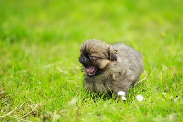 Pekín cachorro en la hierba — Foto de Stock