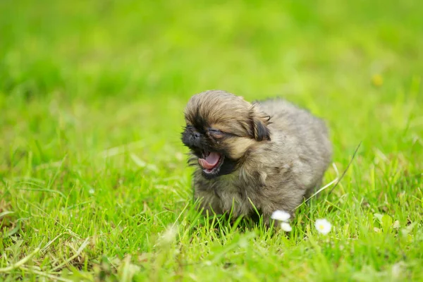 Pekingese cachorro na grama — Fotografia de Stock