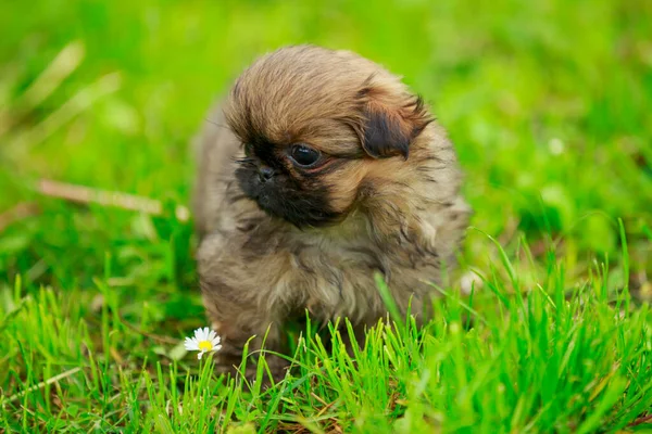 Pekingese puppy in the grass — Stock Photo, Image