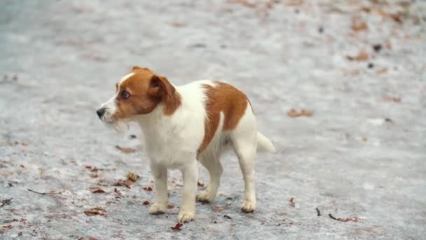 猎犬在公园里散步 — 图库视频影像