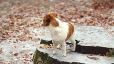 Av köpeği parkta yürüyor.