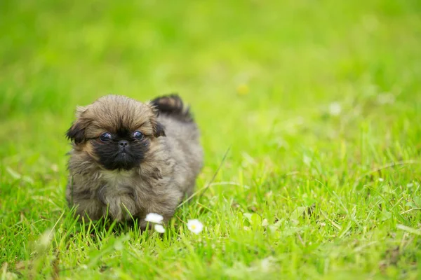 Pekingese puppy in the grass — Stock Photo, Image