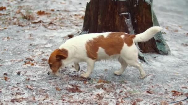 Cão de caça andando no parque — Vídeo de Stock