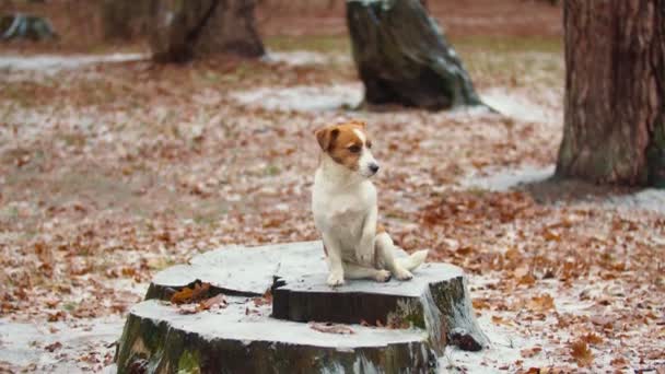 Perro sabueso paseando en el parque — Vídeo de stock