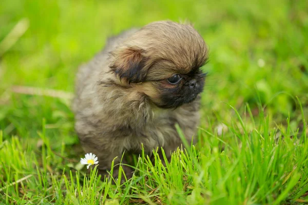 草の中のペキングの子犬 — ストック写真