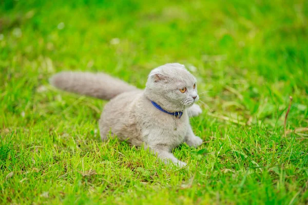 Złożyć kota na trawniku — Zdjęcie stockowe