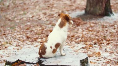 Av köpeği parkta yürüyor.