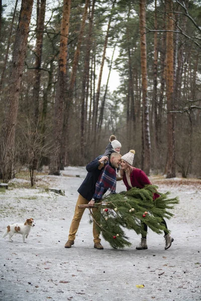 Family carries a tree — Stock Photo, Image