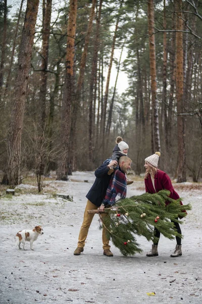 Family carries a tree — Stock Photo, Image