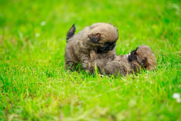 Filhotes de cachorro de Pequim no gramado — Fotografia de Stock