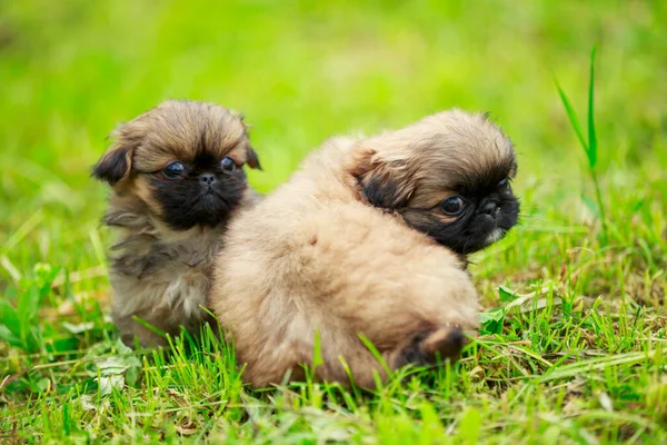 Pekingese puppies on the lawn — Stock Photo, Image