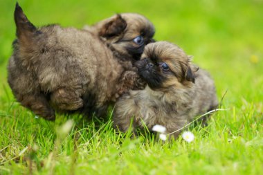 Çimlerde Pekin yavruları