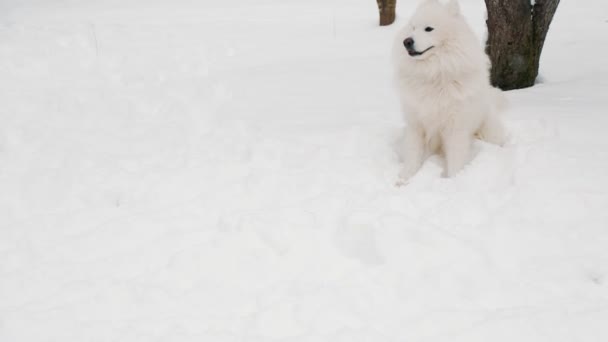 Samoyedo perro en el parque — Vídeos de Stock