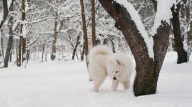 Parktaki Samoyed köpeği.