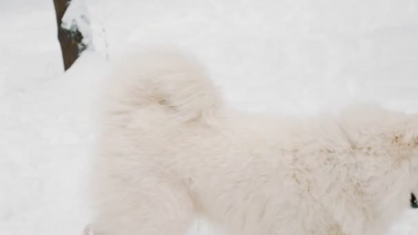 Samoyedo perro en el parque — Vídeo de stock