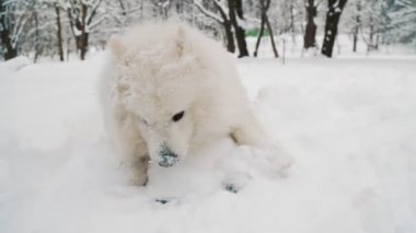 Parktaki Samoyed köpeği.