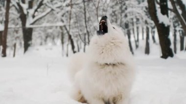 Parktaki Samoyed köpeği.