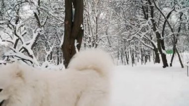 Parktaki Samoyed köpeği.