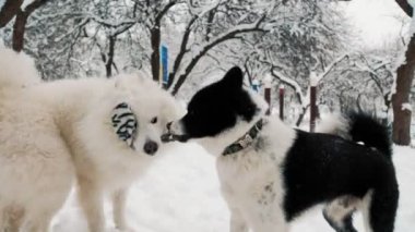 Parkta oynayan iki köpek.