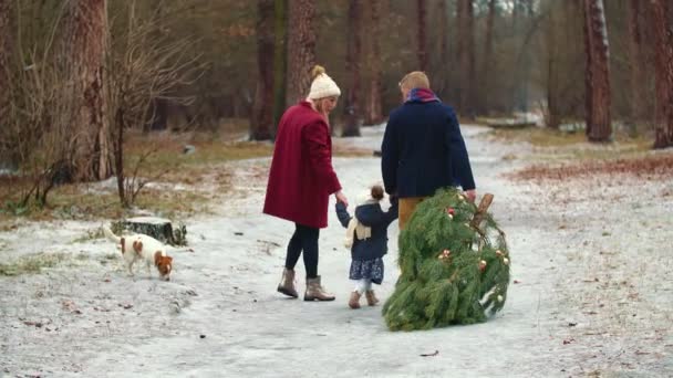 Family carries a tree in the park — Stock Video