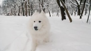 Parkta oynayan iki köpek.