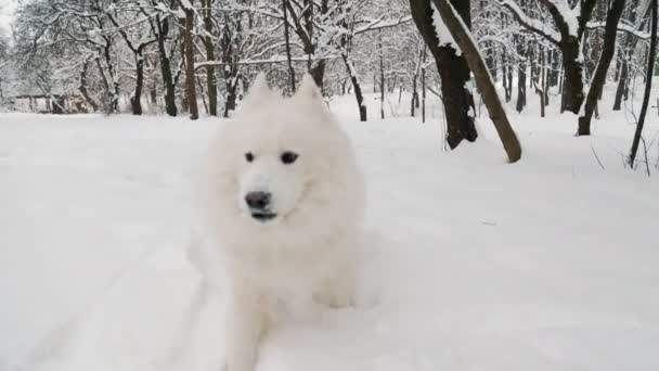 Parkta oynayan iki köpek. — Stok video