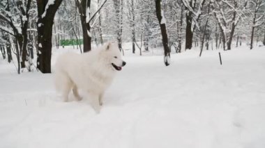 Parkta oynayan iki köpek.