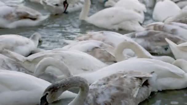 多くの白鳥が川を泳いでいます — ストック動画