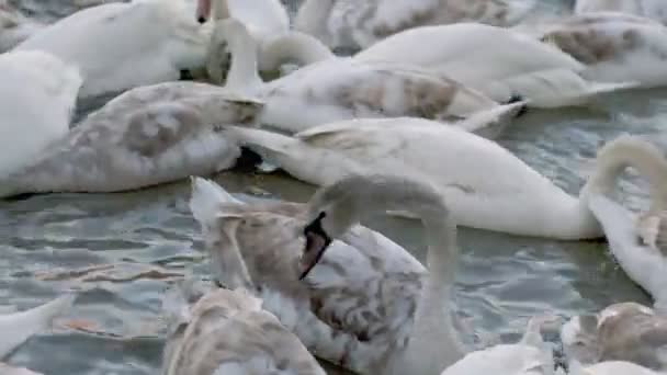 Многие лебеди плавают по реке — стоковое видео