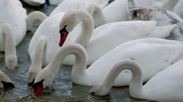 Muchos cisnes nadan en el río — Vídeo de stock