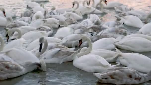 许多天鹅在河里游泳 — 图库视频影像