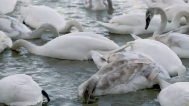 多くの白鳥が川を泳いでいます — ストック動画