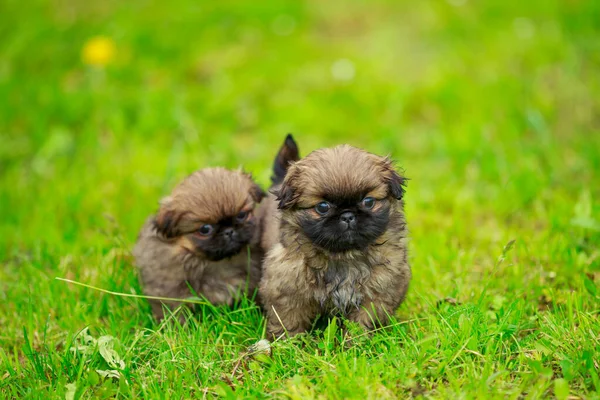 Raça cão Pekingese no gramado — Fotografia de Stock