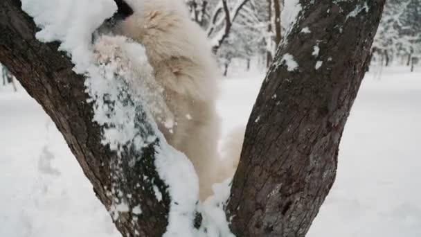 Samojerad hund i parken — Stockvideo