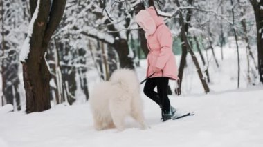 Samoyed köpeği olan bir çocuk.
