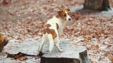 Kenevirin üzerinde duran köpekler.