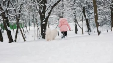 Samoyed köpeği olan bir çocuk.