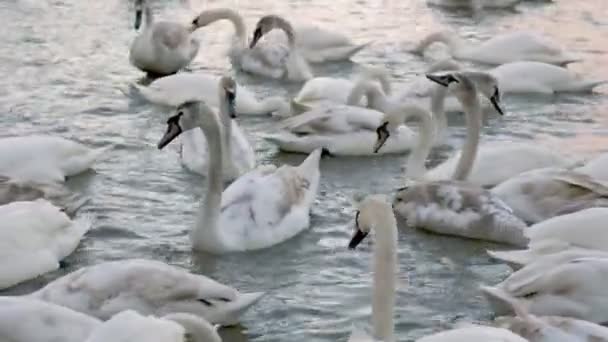 Grand groupe de cygnes — Video