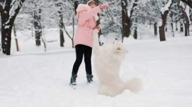 Samoyed köpeği olan bir çocuk.